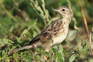 caminheiro zumbidor 02