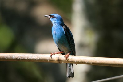 saíra-azul-turquesa