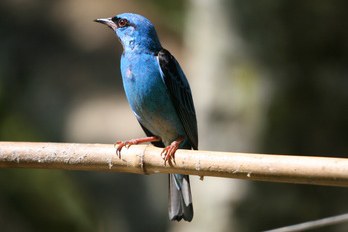 sairá-azul-turquesa 02