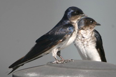 andorinha-caseira 02