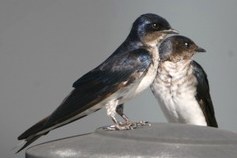 andorinha-caseira 02