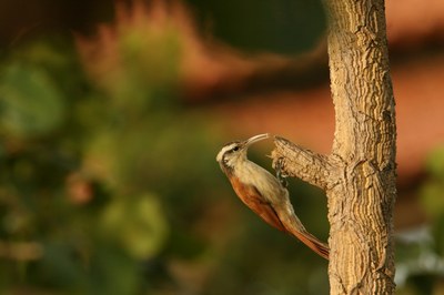 Arapa&ccedil;u-do-cerrado