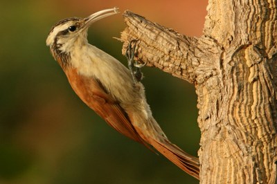 arapaçu-do-cerrado 02