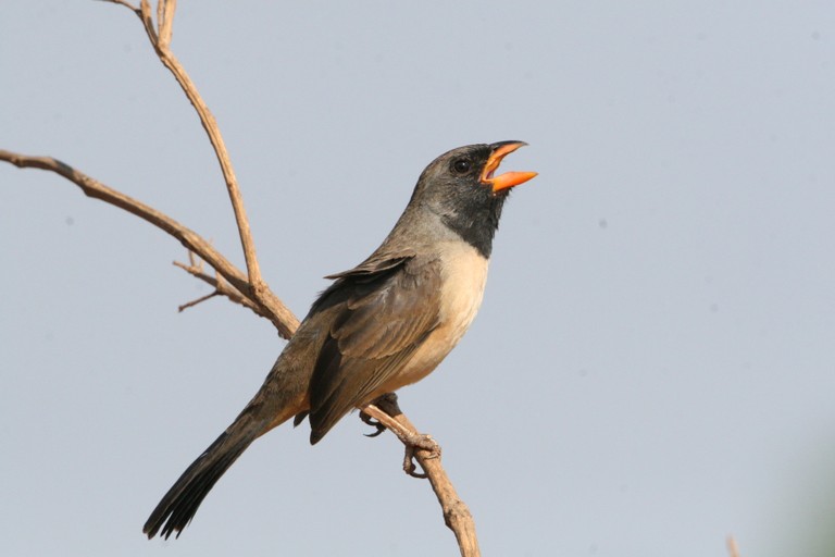 batuqueiro - bico-de-pimenta 01
