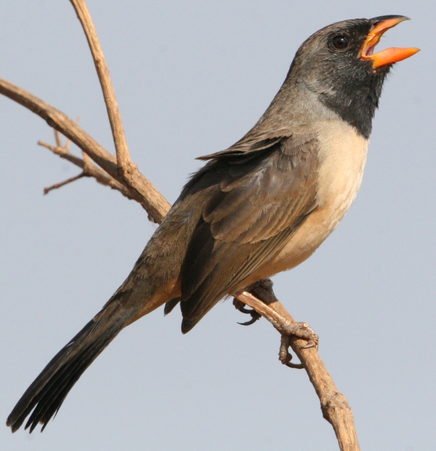 batuqueiro - bico-de-pimenta 02