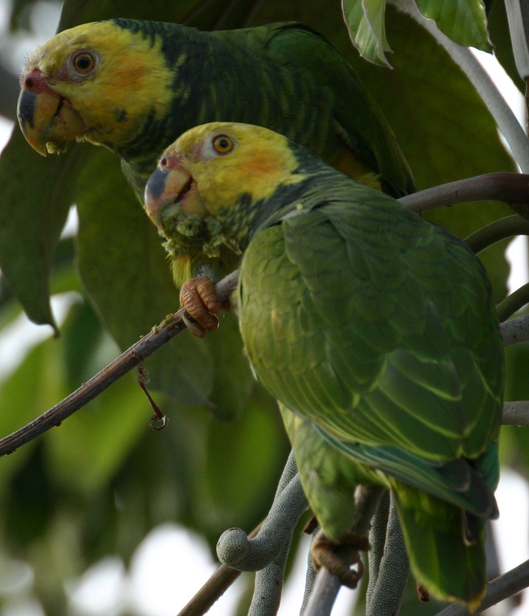 papagaio-goiaba/barriga amarela 02