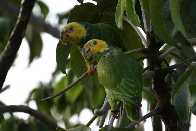 papagaio-goiba/barriga amarela 01