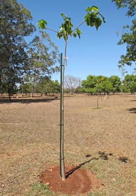 Baob&aacute; do Cerrado
