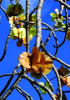 Baob&aacute; - Fruto