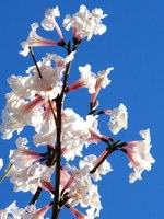 ipê branco 1 ipê branco 1