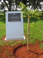Aroeira plantada pelo presidente Lula