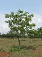 ip&ecirc;-branco pequena