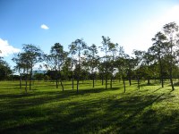 &aacute;rvore ip&ecirc;