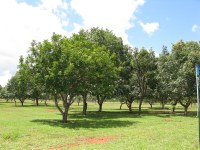 Ingá fagifolia 2 Ingá fagifolia 2