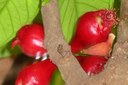 Fruto do jambo-vermelho