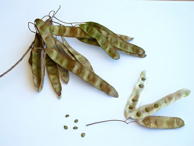 Frutos e sementes de jacar&eacute;