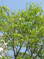 folha ip&ecirc;-branco