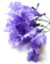 Jacarandá-mimoso 3