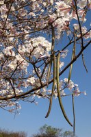 Frutos e flores do ip&ecirc; branco