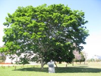 pau_ferro3 pau_ferro3