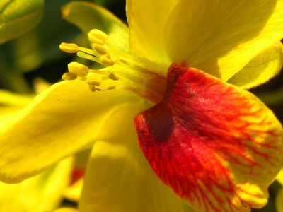 pau_brasil2 Pau-brasil