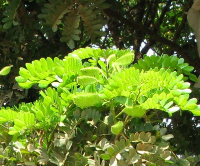 pau_brasil Pau-brasil