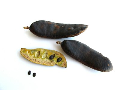 Pau-ferro frutos e sementes