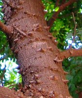 Ac&uacute;leos do pau-brasil