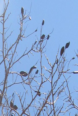 pau_ferro4 Pau-ferro