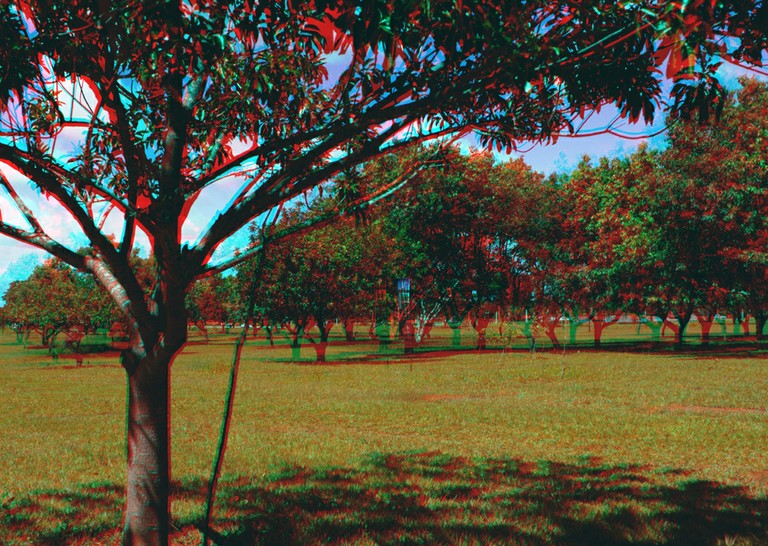 Bosque 3-D 1