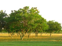 Árvores verdes pequenas Árvores verdes pequenas