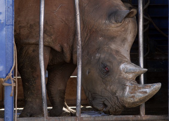 Câmara vai criar comissão para discutir lei única de proteção à fauna