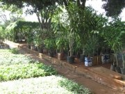 Projeto Viveiro Aberto tem início hoje