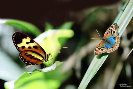 natureza ainda é bela