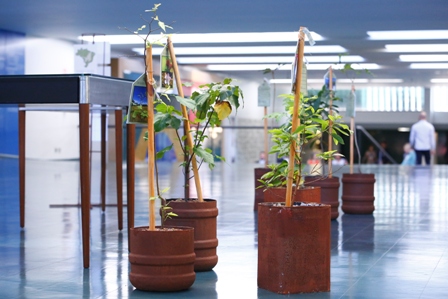 Um Olhar para o Cerrado