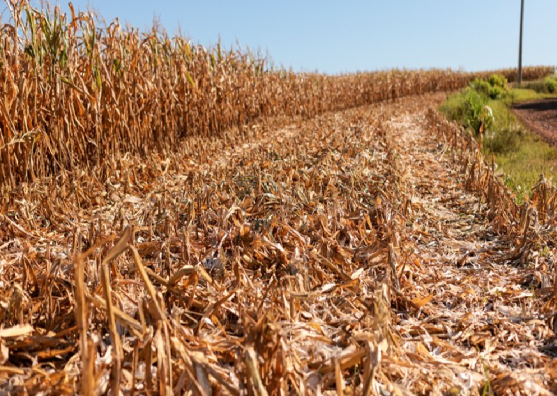 Comissão aprova debate sobre impactos da estiagem no Rio Grande do Sul