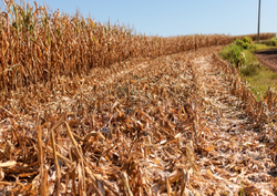 Comissão aprova debate sobre impactos da estiagem no Rio Grande do Sul