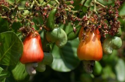 Comissão de Agricultura discute o desenvolvimento da cajucultura em seminário no Ceará