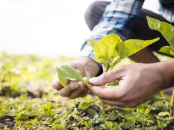 Comissão de Agricultura aprova emendas ao PLOA 2023