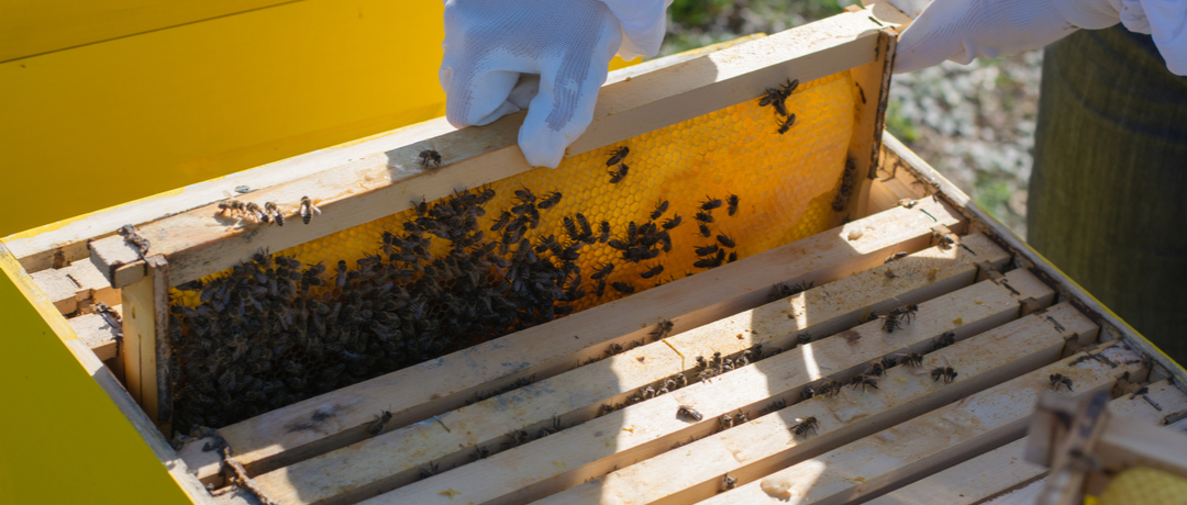 CCJC aprova política de incentivo à apicultura