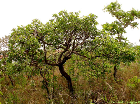 CCJC aprova proibição do corte da mangabeira