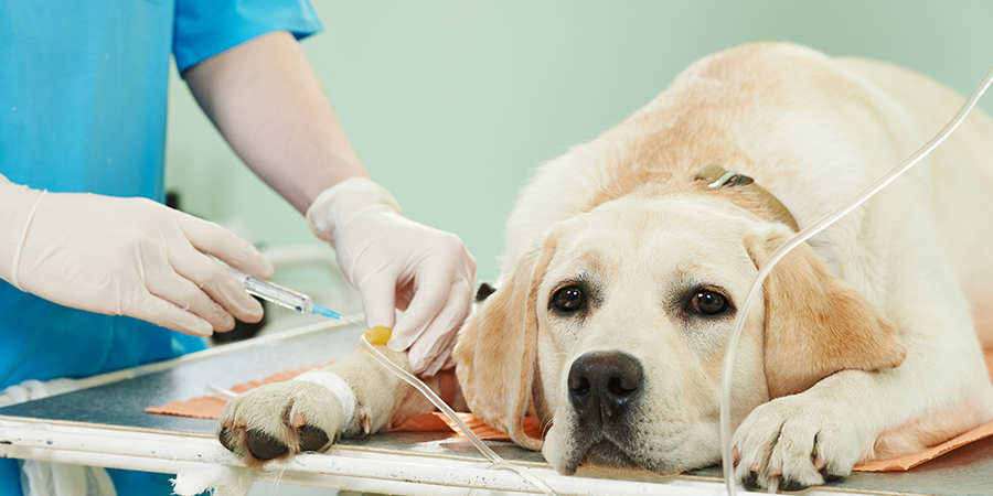 CCJC APROVA PROJETO QUE PROÍBE A ELIMINAÇÃO INJUSTIFICADA DE CÃES E GATOS
