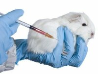 Experimentação animal: A pedido de Tripoli, C&T promove audiência pública para discutir métodos substitutivos