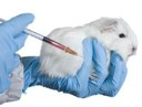 Experimentação animal: A pedido de Tripoli, C&T promove audiência pública para discutir métodos substitutivos