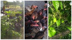 Justiça suspende reintegração em Goiás e MPF manda apurar conduta de superintendente do Incra 