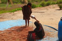 MDS apresenta balanço de ações em segurança alimentar e desenvolvimento dos povos indígenas