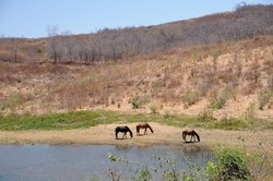 O direito à alimentação no Semiárido brasileiro: CDHM faz audiência pública sobre o tema