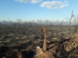 STF determina retirada de não indígenas de território Tapirapé (MT); presidência da CDHM atuou no caso