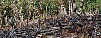 Desmatamentos na Amazônia.jpg
