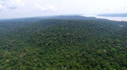 Alterações extremas no regime de seca e cheia podem levar à extinção árvores de igapós, aponta estudo
